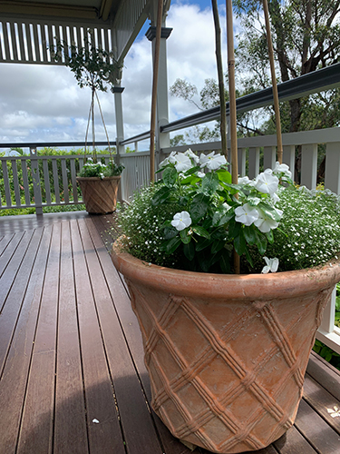 About English Pot Plant Company Image 1