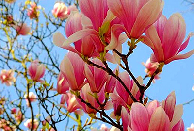 Flower Images